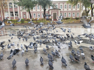 步行街上的鸽群鸽子传播疾病鸽子携带数量惊人的传播图片