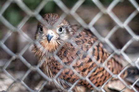 铁窗外的鸟圈养鸟类的维护笼子里的小鸡动物图片