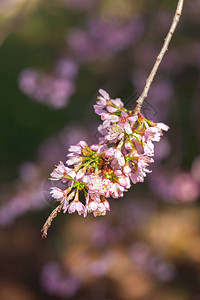 樱花樱花日本樱花图片