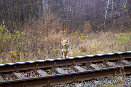 这只狗站在铁路旁等着图片