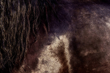 一匹棕色马的近身鲜亮的汗湿大衣图片