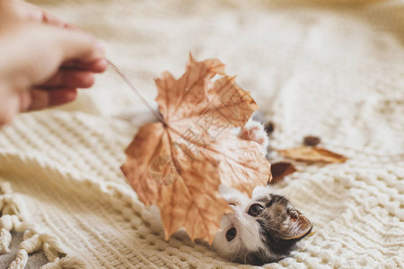 可爱的小猫在柔软的毯子上玩秋叶图片