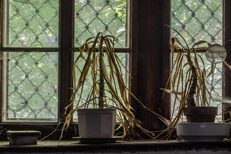 旧磨坊窗台上枯萎的植物图片