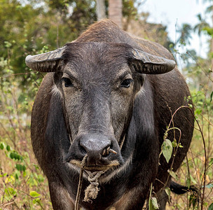 水牛或carabaoBubalusbubalis图片