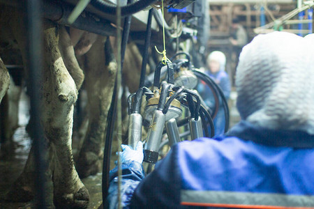 在养牛场自动挤奶农场工作图片