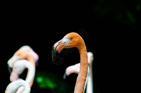 粉红色火烈鸟的头和脖子背景图片
