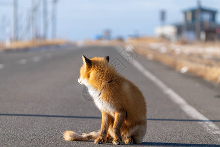 冬天北海道的狐狸图片