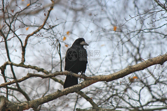 一只黑乌鸦的险恶剪影图片