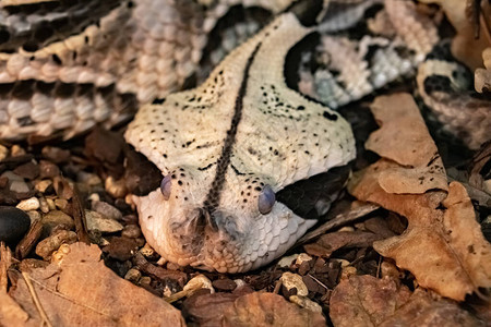 一个有毒的加蓬毒蛇头倒在地上贝丝伽图片