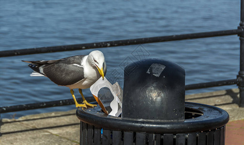 一只海鸥踩在公共垃圾桶上图片