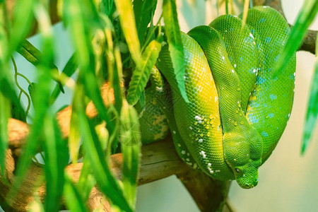 巨大的绿色蟒蛇盘绕起来图片