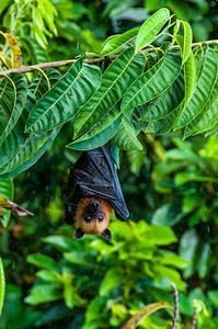 一只塞舌尔水果蝙蝠或飞狐PteropusSeychellensis悬挂在塞舌尔拉迪格图片