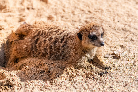猫鼬尿酸有趣的动物躺在沙子的洞里图片