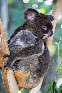 一只考拉和它的乔伊坐在澳大利亚昆士兰北部的一棵树上图片