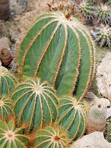 Cactieriocactus巨形体图片