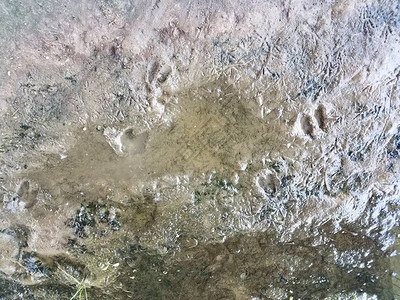 湿泥坑中的几条鹿足迹图片