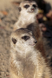 有趣的Meerk图片