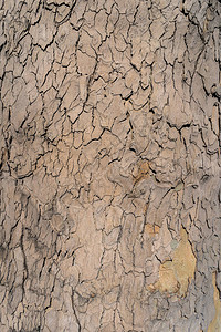 树上棕皮的松软纹理图片