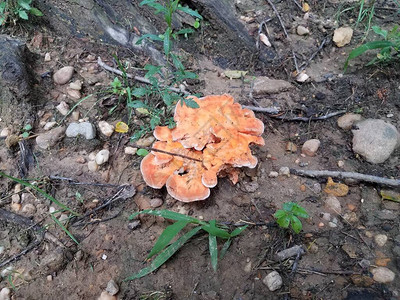 树桩底部的橙色蘑菇或真菌植物图片