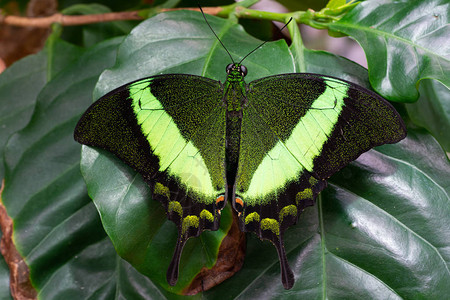 翡翠燕尾巴PapilioPalinurus图片