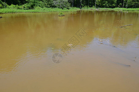 乌龟在阴暗或泥泞的池塘或湖水中图片