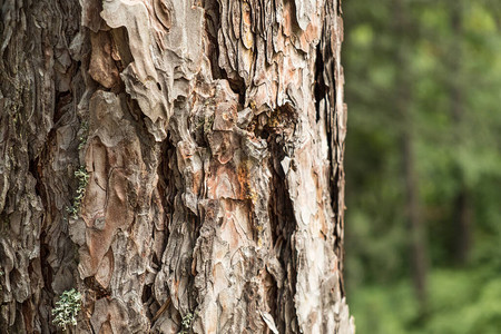 PinusSylvestris树干紧贴上粗图片