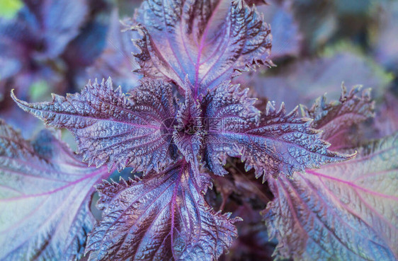 植物紫苏红紫苏叶户外特写图片