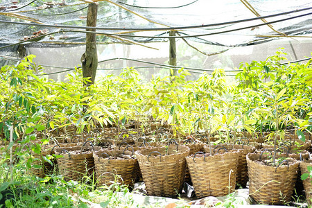 生长在果园农场花园的榴莲植物树图片