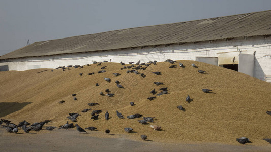 食粮鸽灰鸟在一大堆谷图片