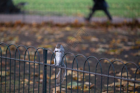 滑稽的松鼠坐在秋天公园金属围栏上图片