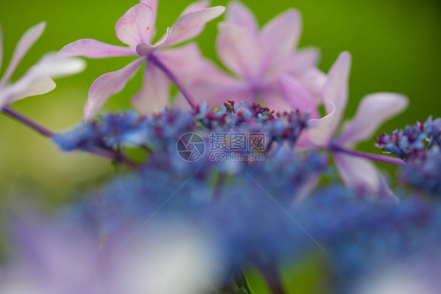 开花在雨季的日本绣球花图片