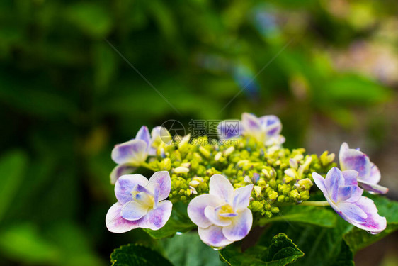 开花在雨季的日本绣球花图片