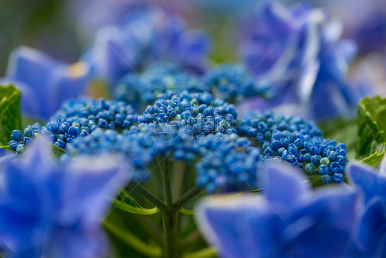 开花在雨季的日本绣球花图片