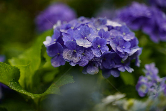 开花在雨季的日本绣球花图片