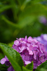 开花在雨季的日本绣球花背景图片