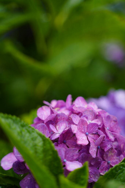 开花在雨季的日本绣球花图片