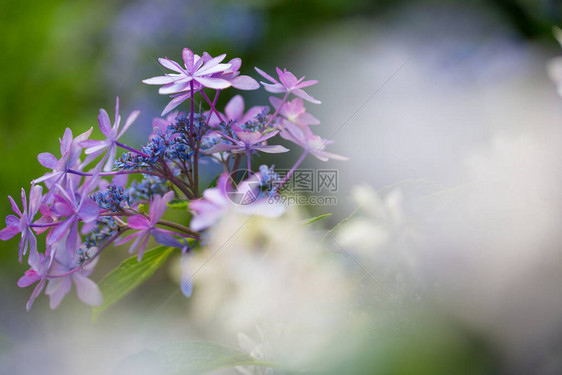 开花在雨季的日本绣球花图片