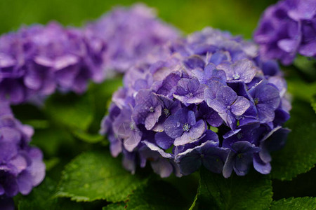 开花在雨季的日本绣球花图片