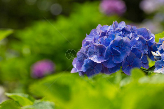 开花在雨季的日本绣球花图片