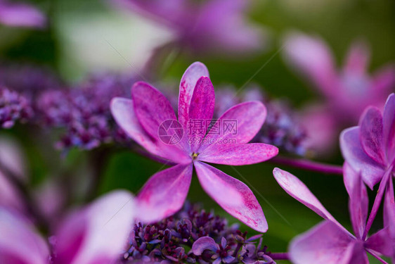 开花在雨季的日本绣球花图片