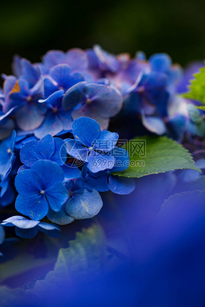 开花在雨季的日本绣球花图片