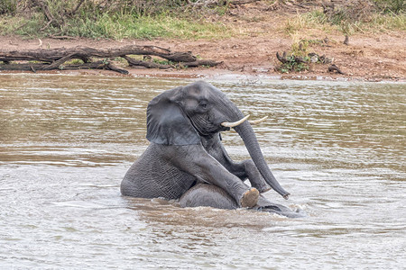 非洲大象牛LoxodontaAfricana将另一头大象推到莫帕尼先图片