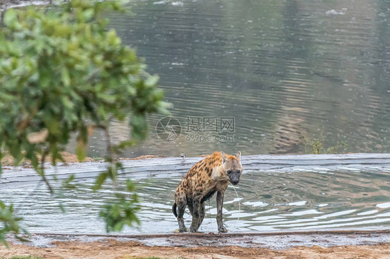 一只雄斑的hyaena图片