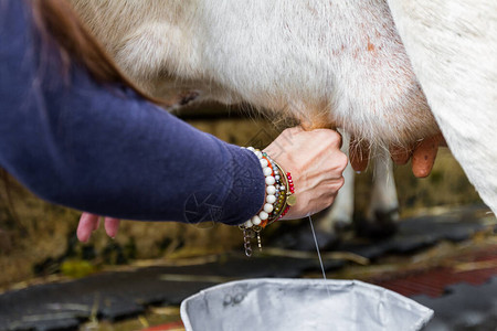 一个女人用手挤奶的特写图片素材