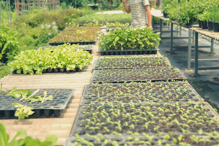 在农场苗圃中种植的蔬菜苗背景图片