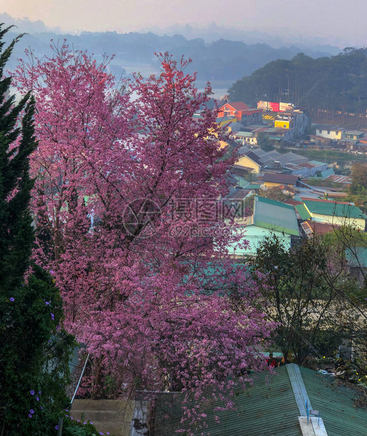 大叻樱花季图片