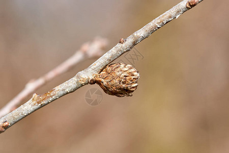 一只橡树叶芽上的胆黄蜂Andricusfecunda图片