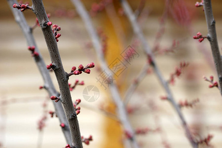 早春的粉红杏树芽背景图片