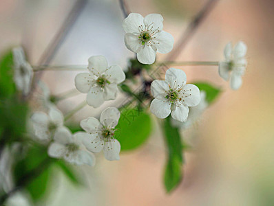 春花的白花图片