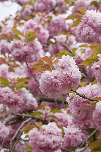 春天的美丽樱花图片
